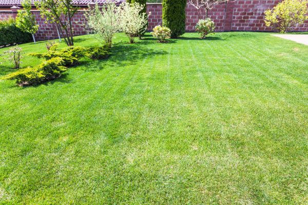 A tidy lawn that has been freshly mowed